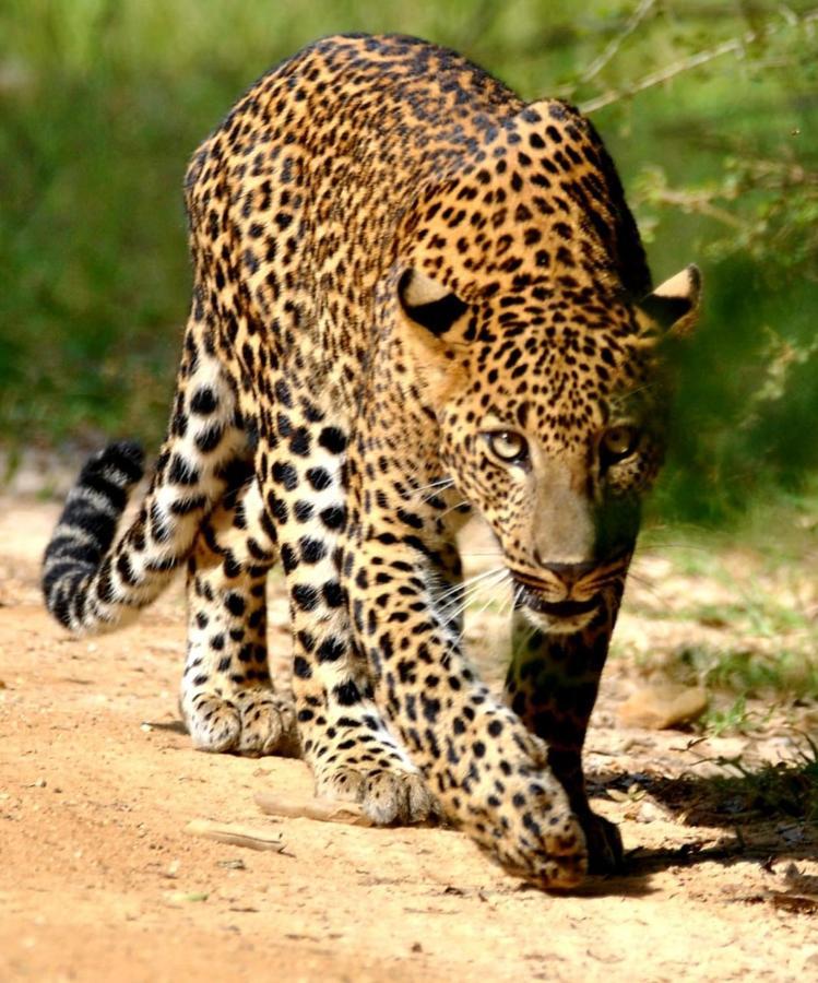 Yala Dream Park Hotel Buitenkant foto