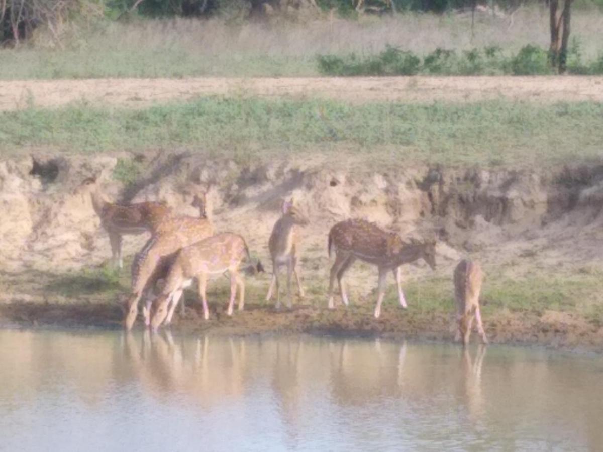 Yala Dream Park Hotel Buitenkant foto